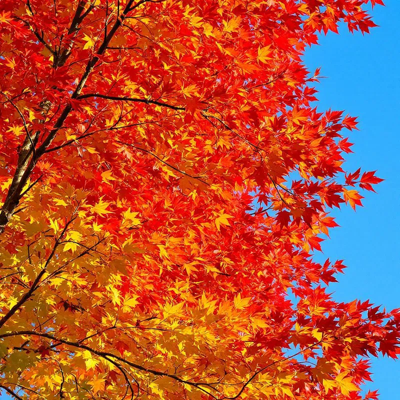 AI-captured vibrant autumn foliage