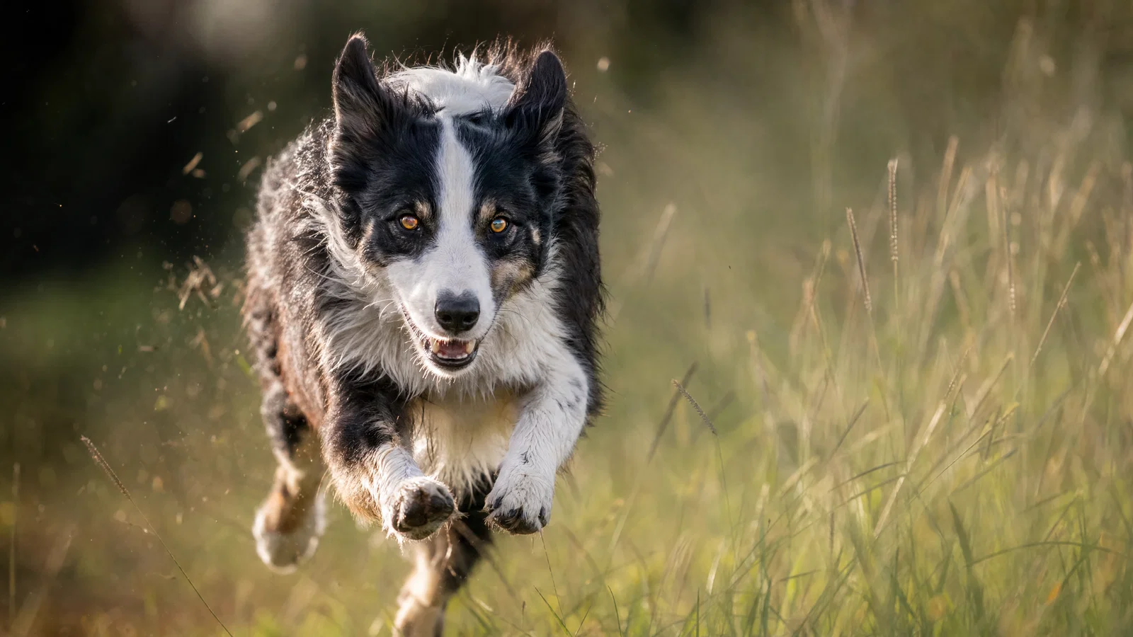 Border collie running through grass with sharp eyes, catchlights, and motion energy.