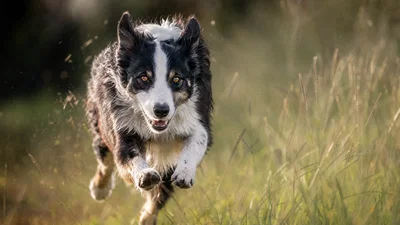 Border collie running through grass with sharp eyes, catchlights, and motion energy.