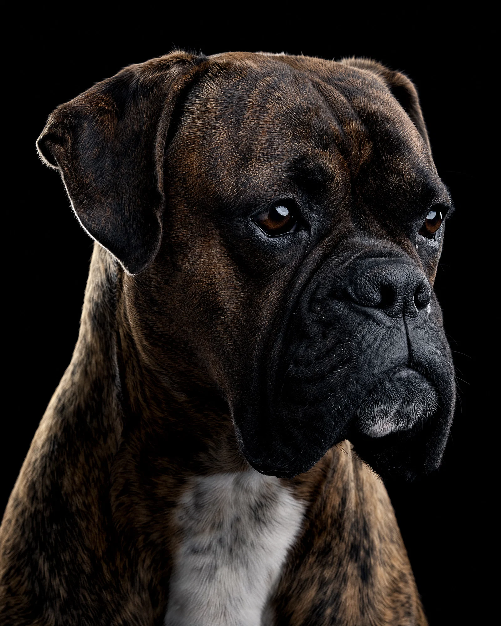 Brindle boxer close-up on black backdrop with soft key, rim edge, and bright catchlights.
