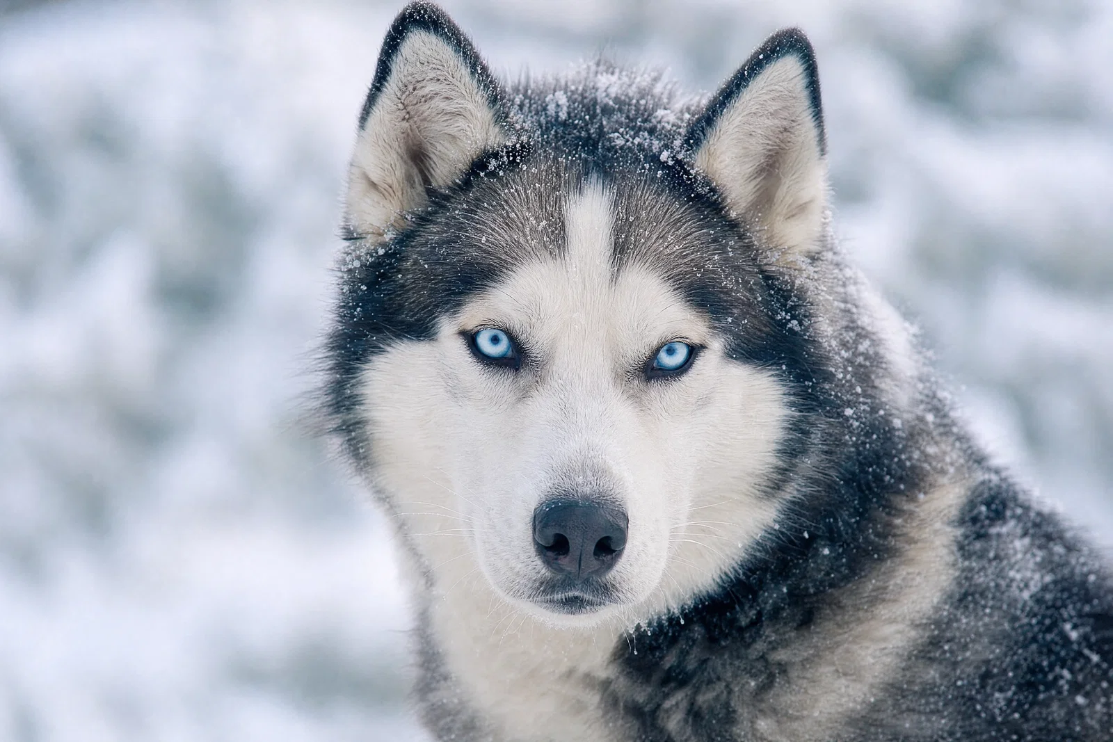 Siberian husky close-up in snow with soft overcast key light, catchlights, and frosty fur detail.