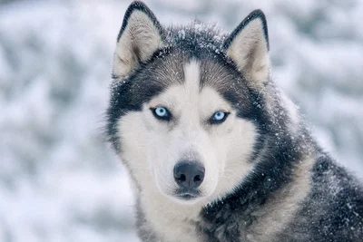 Siberian husky close-up in snow with soft overcast key light, catchlights, and frosty fur detail.