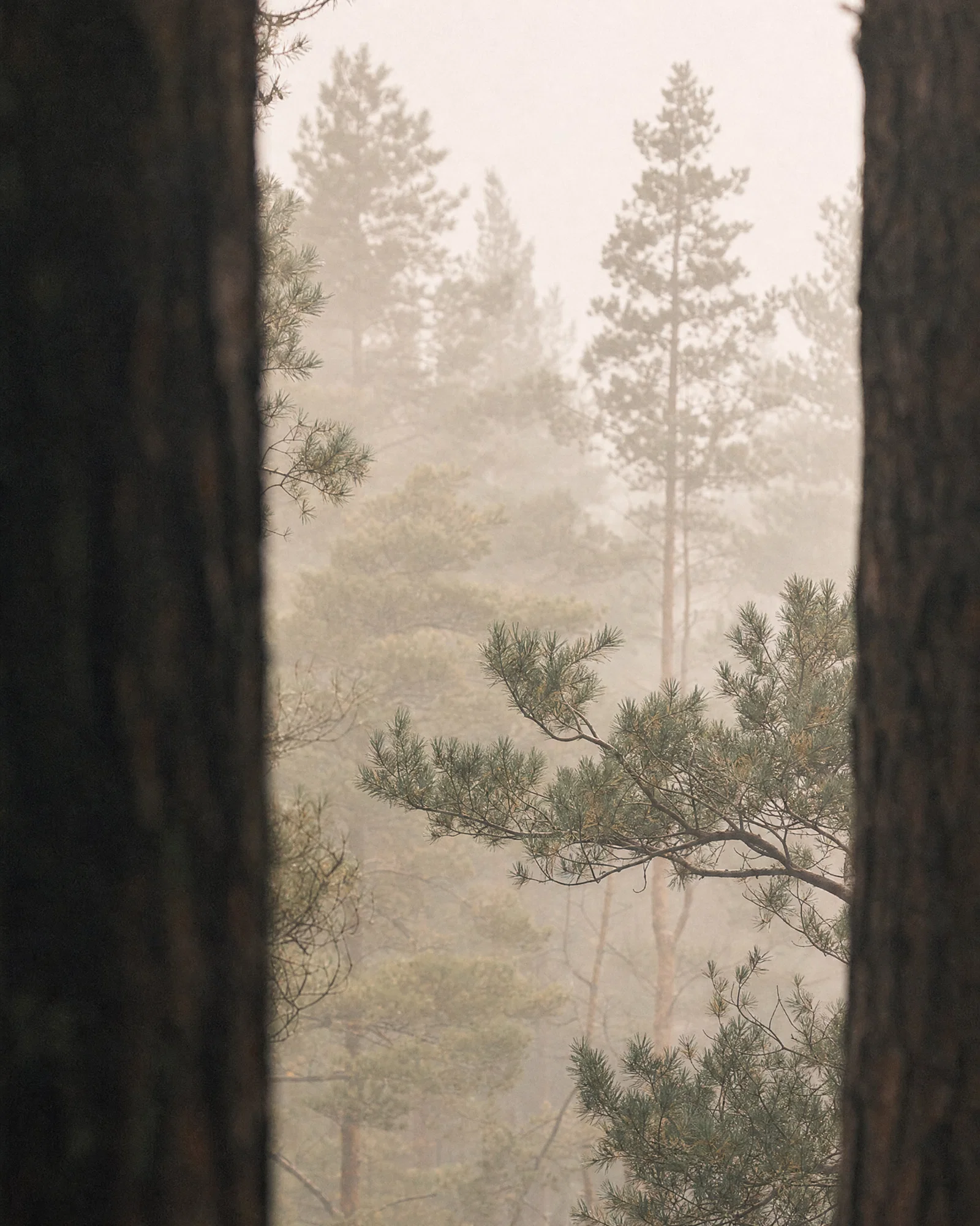 Vertical foggy pine forest with layered trunks, soft diffuse light, and Portra-style muted greens.