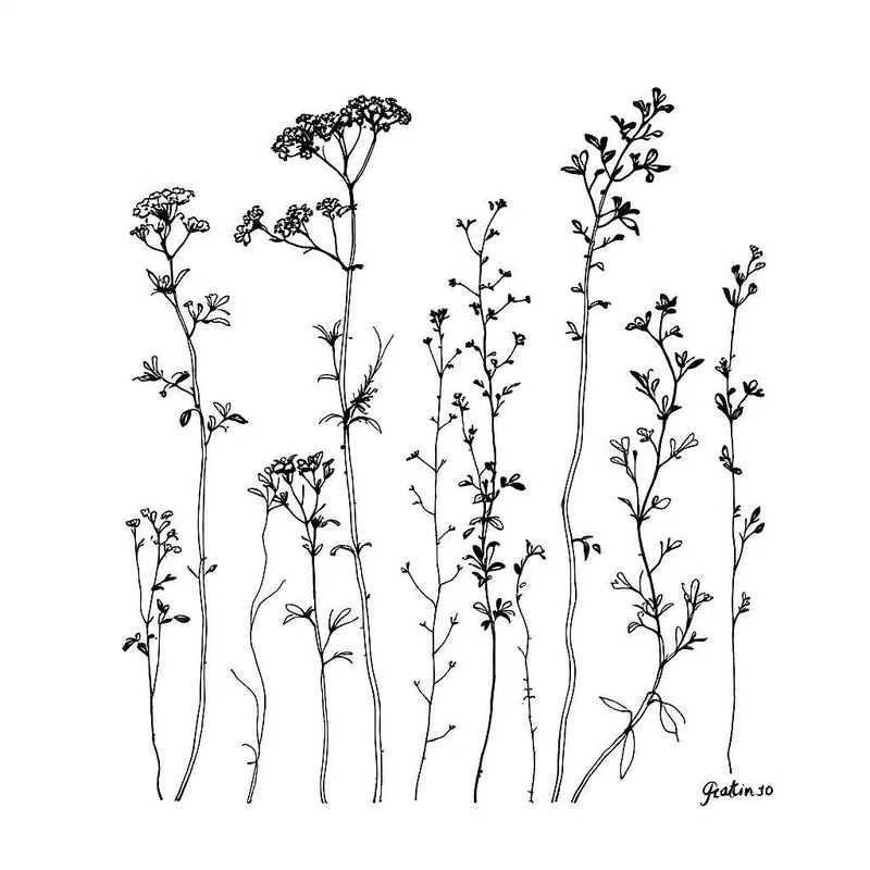 Line drawing of a botanical study of aquatic plants